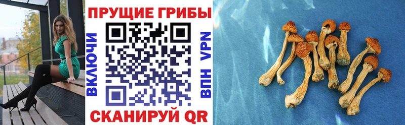 мега как войти  Приволжск  Псилоцибиновые грибы прущие грибы 